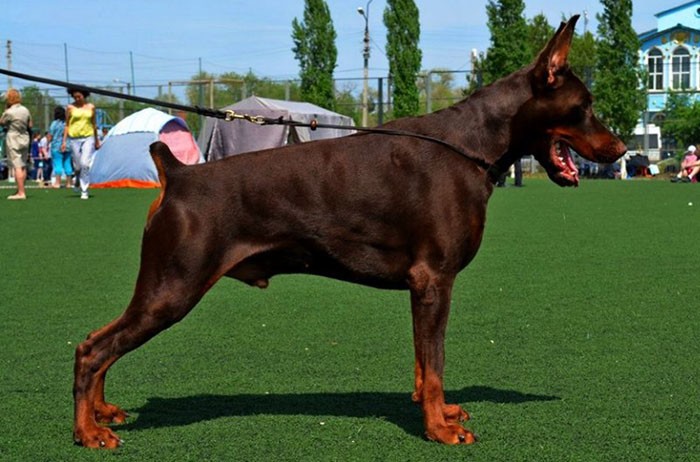 Livonija Baron Ringo Star | Brown Doberman Pinscher