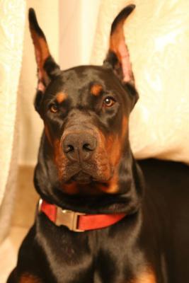 Sangre Caliente Norton | Black Doberman Pinscher