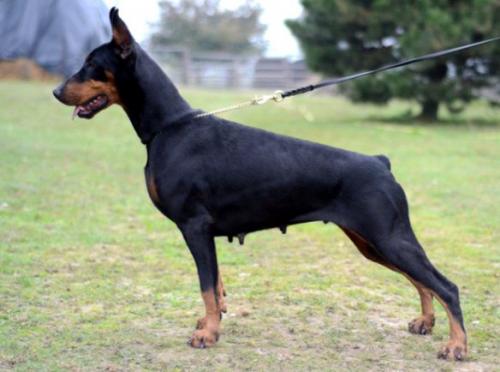 Nabesna Nitra Sav San | Black Doberman Pinscher