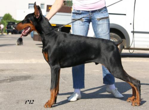 E'Oenemaus of Hoffman House | Black Doberman Pinscher