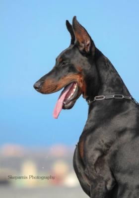 Iceman v. Freileben | Black Doberman Pinscher