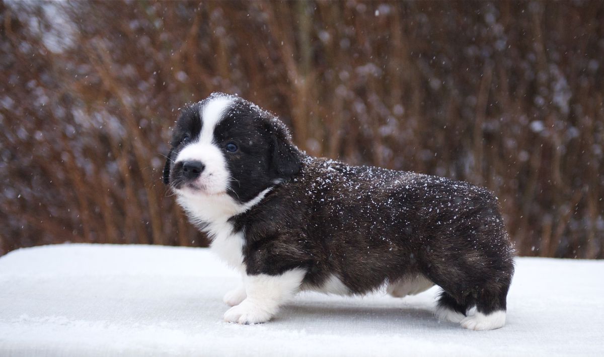 ELFBORG SHERWOOD | Cardigan Welsh Corgi 