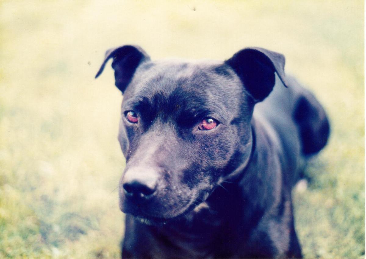 Blackbob Star Warrior | Staffordshire Bull Terrier 