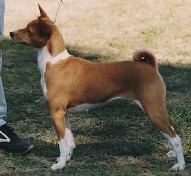 Baagna Golden Empress | Basenji 