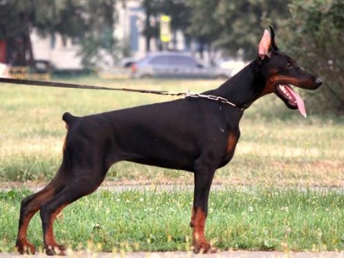 Modus Ost Marfa | Black Doberman Pinscher