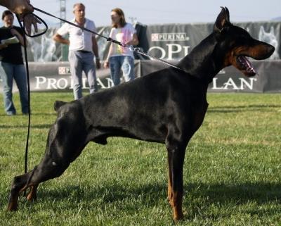 Geronimo di Altobello | Black Doberman Pinscher