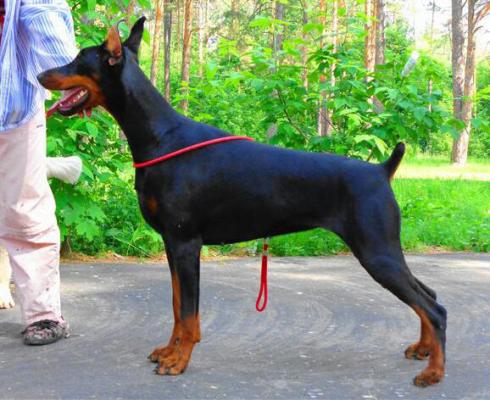 Svet Muroma Sayora Isida | Black Doberman Pinscher