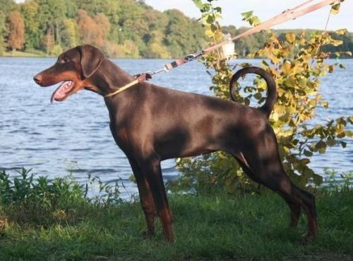 Gudrun v. Havelland | Brown Doberman Pinscher