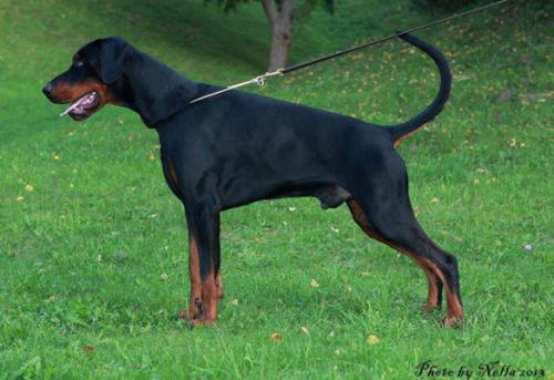 Kriegerhof Kippis | Black Doberman Pinscher