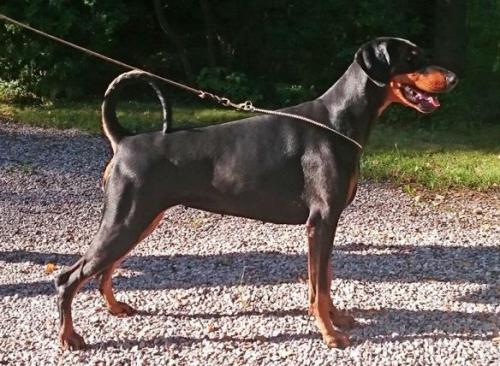 Kriegerhof Kamilla | Black Doberman Pinscher