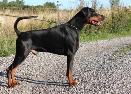 Proud Danish First Masterhof's Max | Black Doberman Pinscher