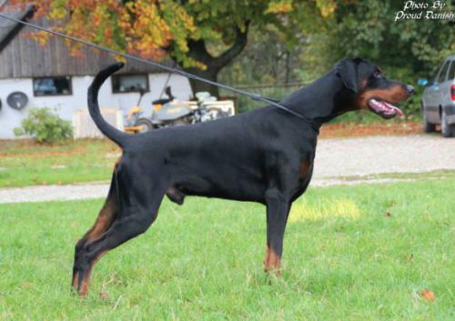 Proud Danish First Zulu Warrior | Black Doberman Pinscher