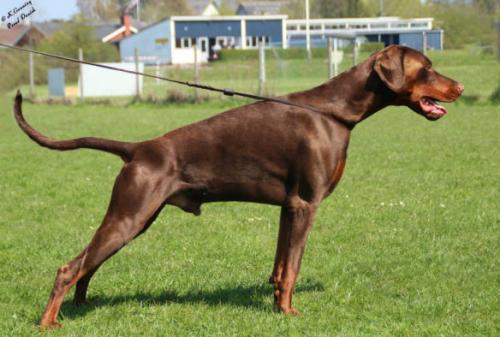 Proud Danish Fantastic Fighter | Brown Doberman Pinscher