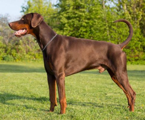 Proud Danish Fresh Falcon | Brown Doberman Pinscher