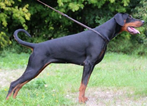 Proud Danish Foxy Lady | Black Doberman Pinscher