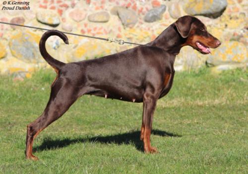 Proud Danish Flying Indian Girl | Brown Doberman Pinscher