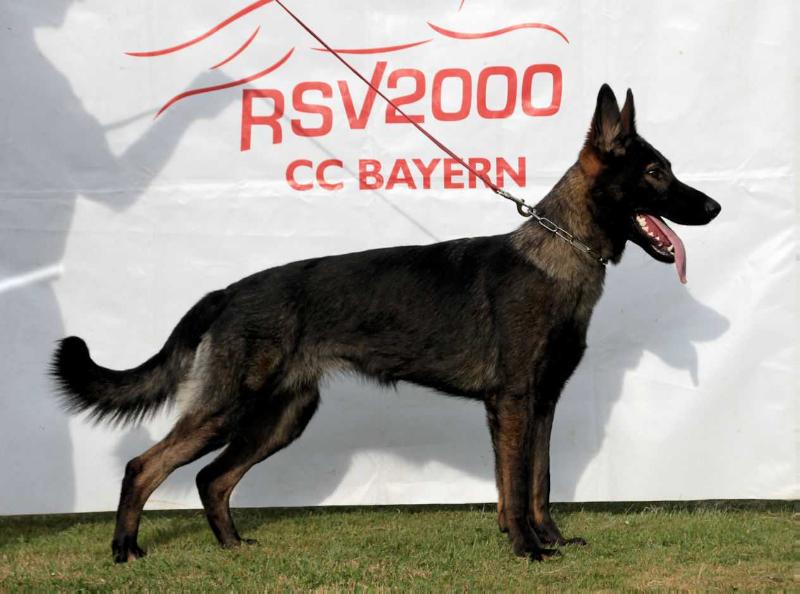 Zeta del Camino Duro | German Shepherd Dog 