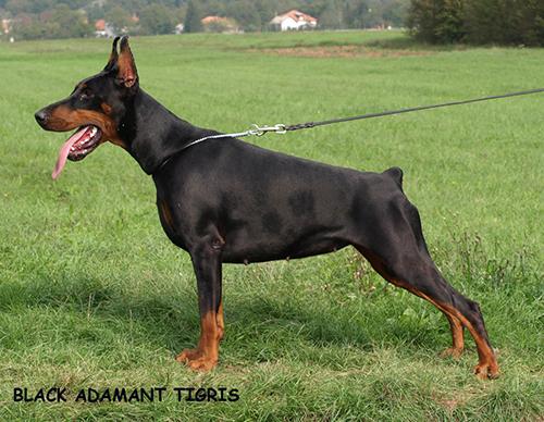 Black Adamant Tigris | Black Doberman Pinscher