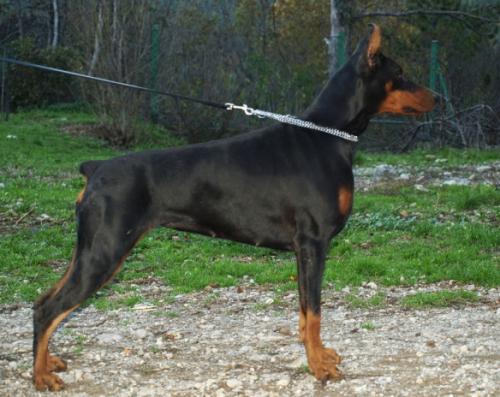 Vaydee Opal | Black Doberman Pinscher