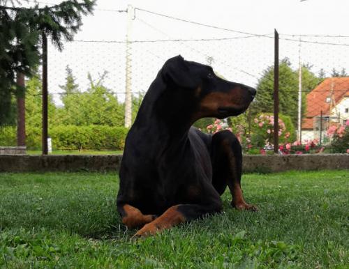 Vaydee Onyx | Black Doberman Pinscher