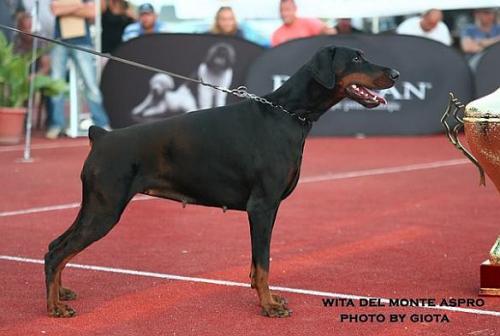 Wita del Monte Aspro | Black Doberman Pinscher