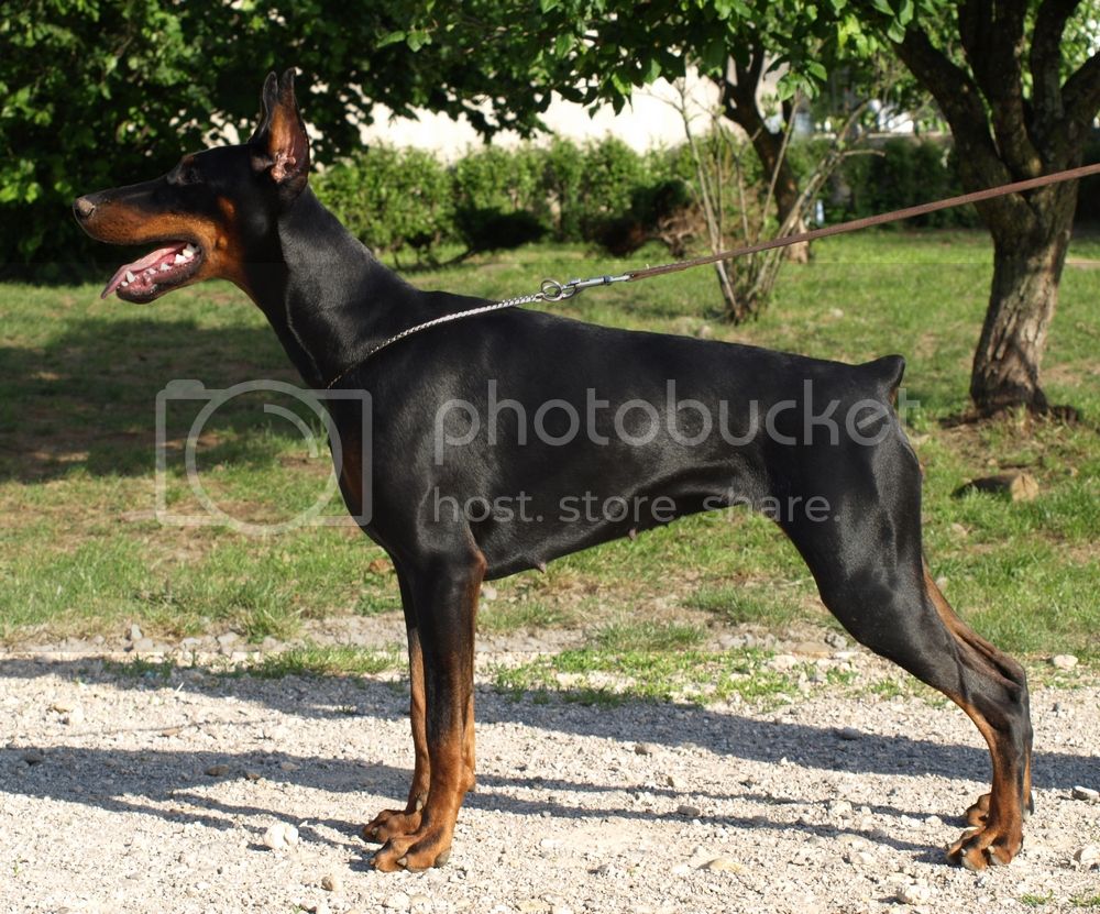 Vaydee Missa Padme | Black Doberman Pinscher