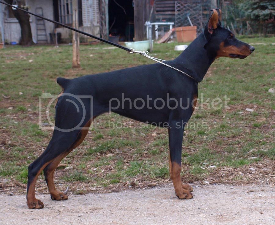 Vaydee Brynhildur | Black Doberman Pinscher