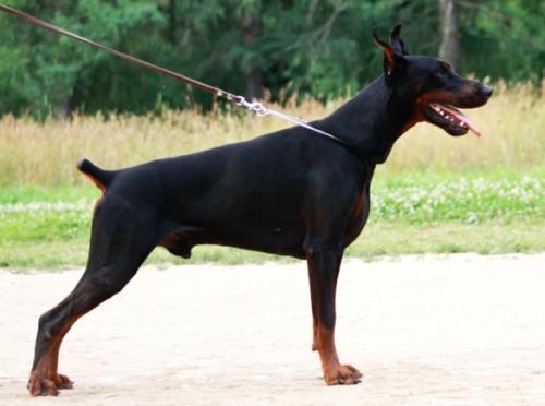 Urbi et Orbi de Grande Vinko | Black Doberman Pinscher