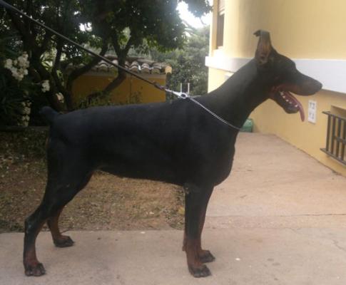 Udaberry de Grande Vinko | Black Doberman Pinscher