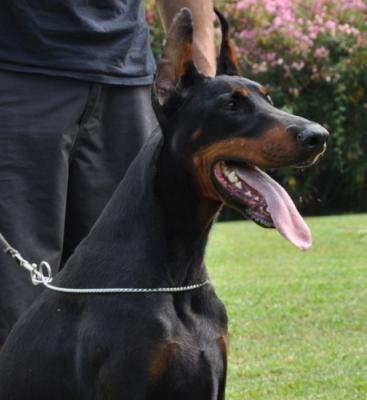 Ufana Ursalina de Grande Vinko | Black Doberman Pinscher