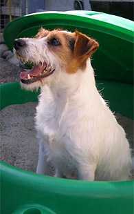 Suzan´s Pride Blues | Parson Russell Terrier 