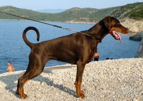 Yacheero's Unita Urmelita | Brown Doberman Pinscher