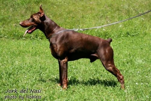 Jork del Nasi | Brown Doberman Pinscher