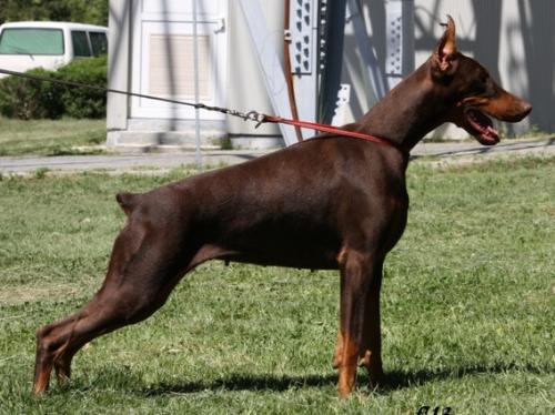 Ev Evelline of Hoffman House | Brown Doberman Pinscher