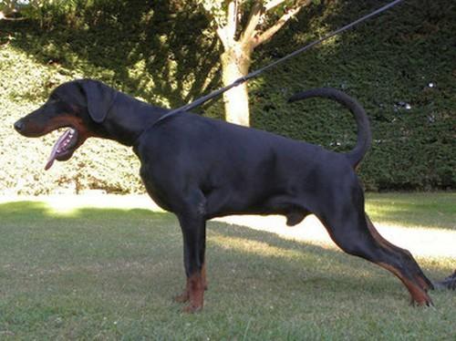 Imman Imperator di Baia Nera | Black Doberman Pinscher