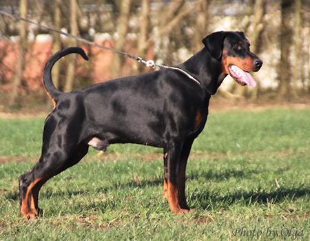 Wizard of Oz de Grande Vinko | Black Doberman Pinscher