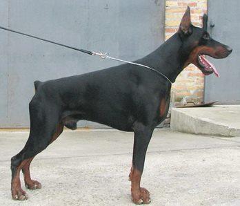 Xox di Altobello (JR 82939) | Black Doberman Pinscher