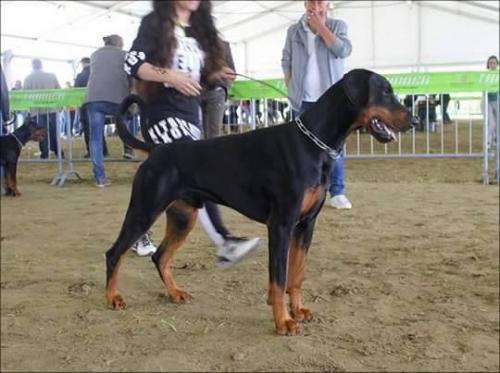 Graaf Berserk Bjork v. Neêrlands Stam | Black Doberman Pinscher