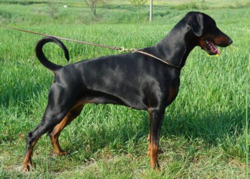 Gravin Bellatrix Belgique  v. Neêrlands Stam | Black Doberman Pinscher