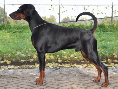 Athor Atalo v. Zentroba | Black Doberman Pinscher