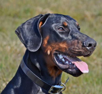 Arion Apollo v. Zentroba | Black Doberman Pinscher