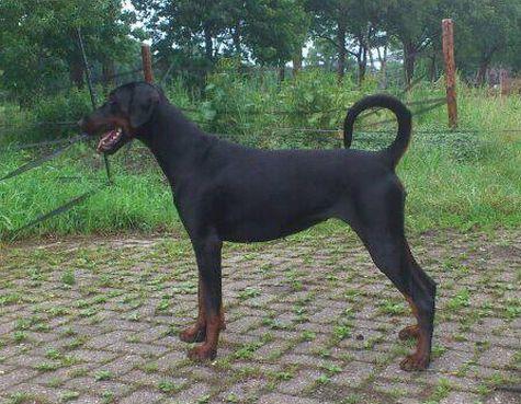 Ariëlle Artemis v. Zentroba | Black Doberman Pinscher