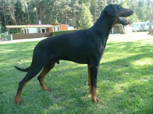 Puma Power Royal Castelberg | Black Doberman Pinscher