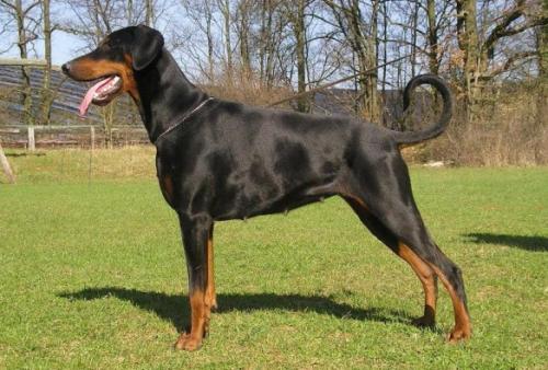 Biggi Belnicko | Black Doberman Pinscher