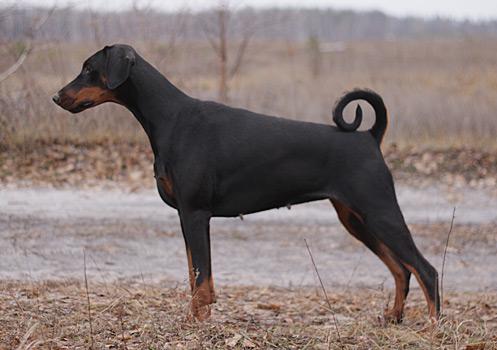 Eria Pro Quartz Style | Black Doberman Pinscher