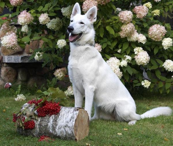 Lagvardia Aurora | White Swiss Shepherd Dog 