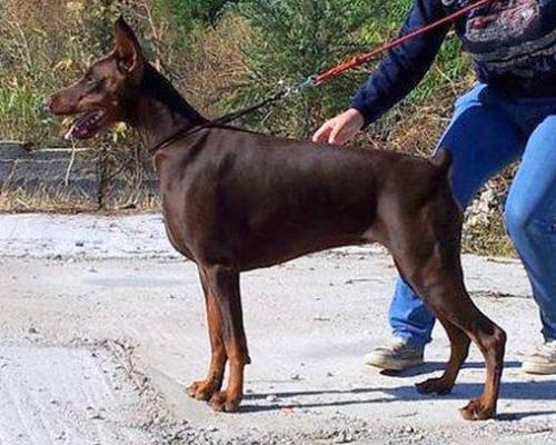 Get to the Point Calliope | Brown Doberman Pinscher