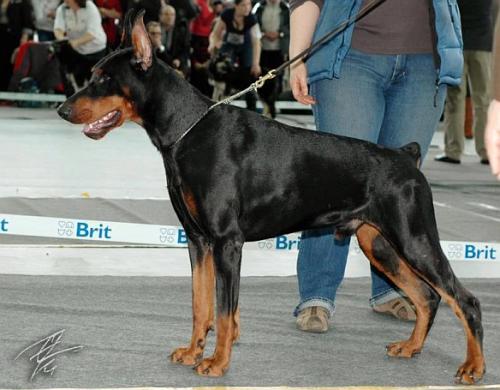 Smart Wood Hills Boromir | Black Doberman Pinscher