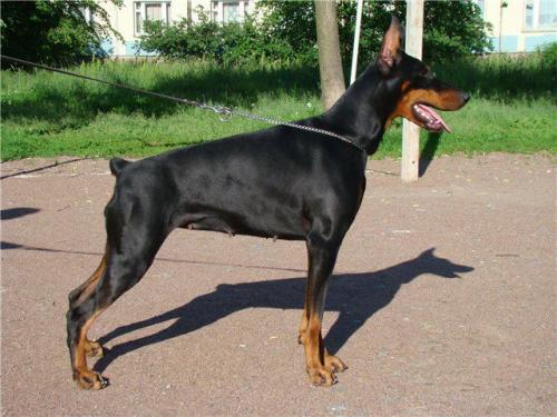 Arjanne v.h. Wantij (NHSB 2687089) | Black Doberman Pinscher