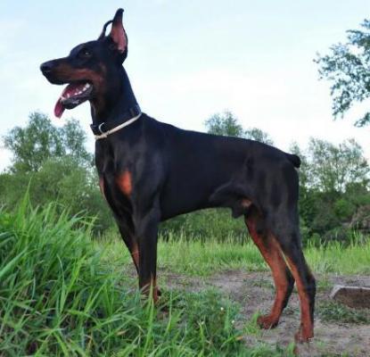 Svet Muroma Sindari Itil | Black Doberman Pinscher